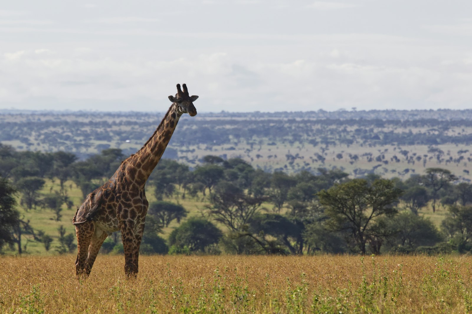 Serengeti -- Enter the Endless Plains