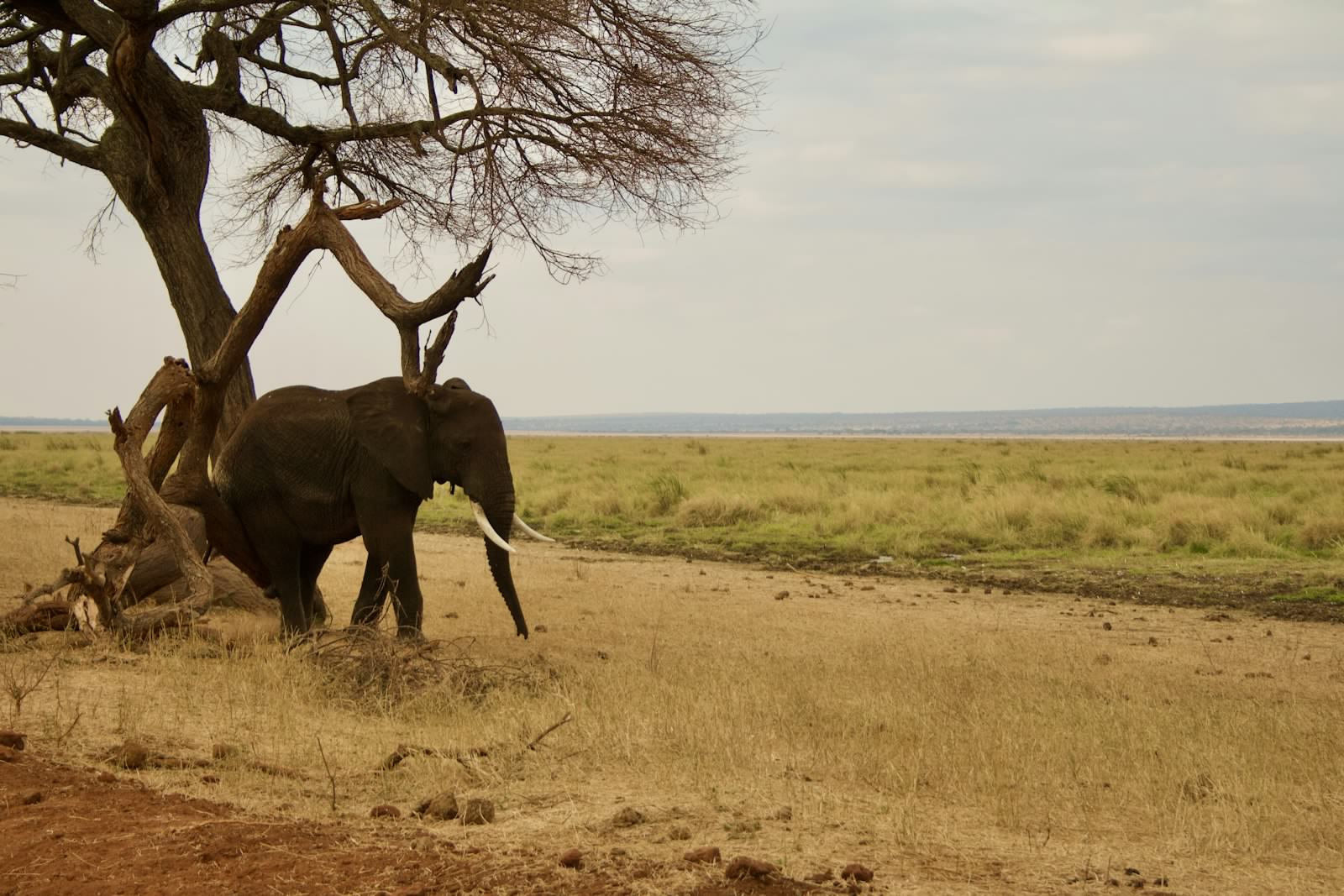 Tarangire -- Elephants & Ancient Baobabs